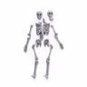 Скелет, размер M. Масштаб 1:35