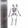 Скелет, размер M. Масштаб 1:35